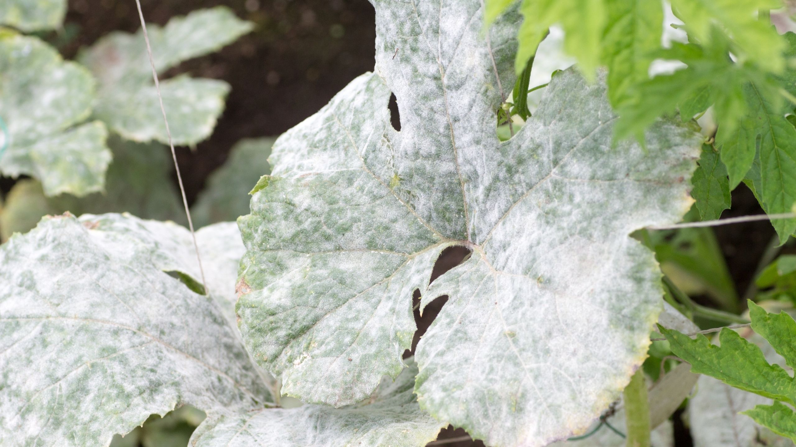 Close-up view of powdery mildew infestation on a plant leaf